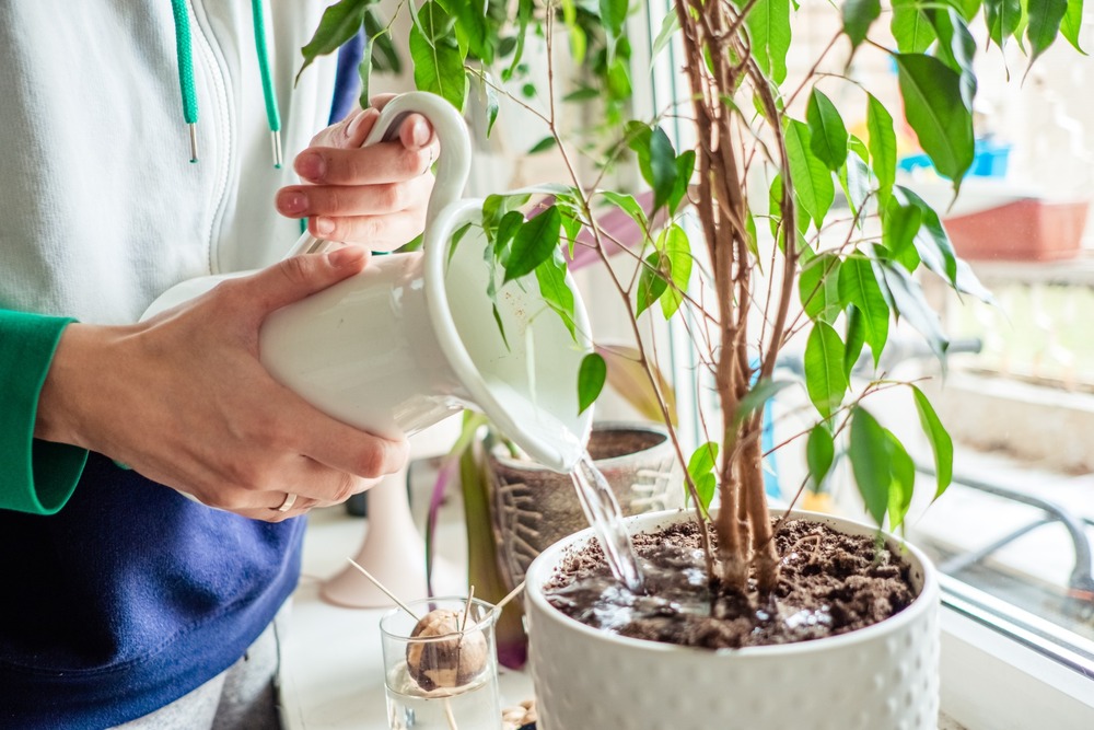 A woman watering an indoor plant.